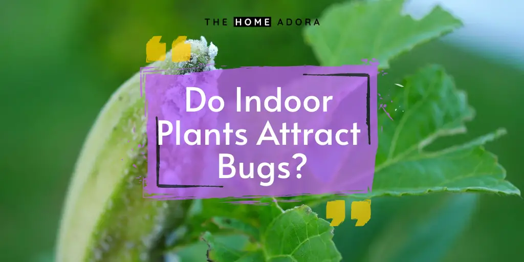 Do Indoor Plants Attract Bugs_