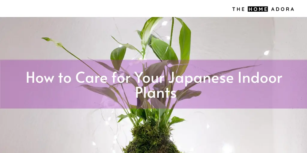 How to Care for Your Japanese Indoor Plant
